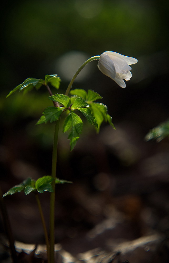 Image of Anemone nemorosa specimen.