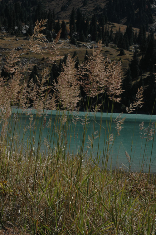 Image of Calamagrostis epigeios specimen.