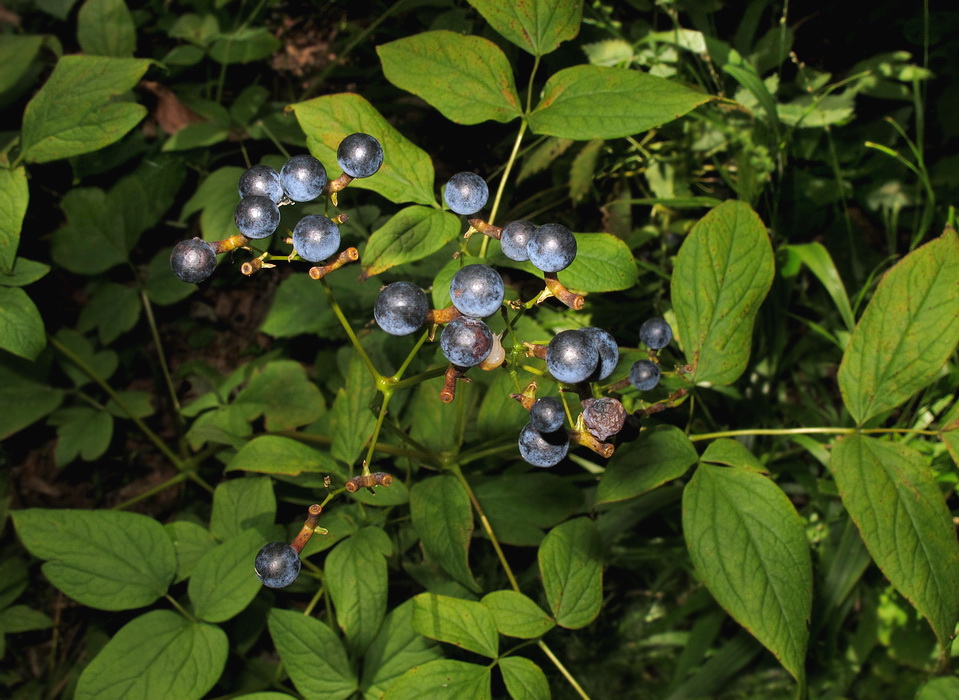 Image of Caulophyllum robustum specimen.