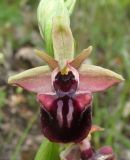 Ophrys mammosa. Цветок. Крым, Бахчисарайский р-н, гора Бакла, разреженный дубовый лес. 1 мая 2016 г.