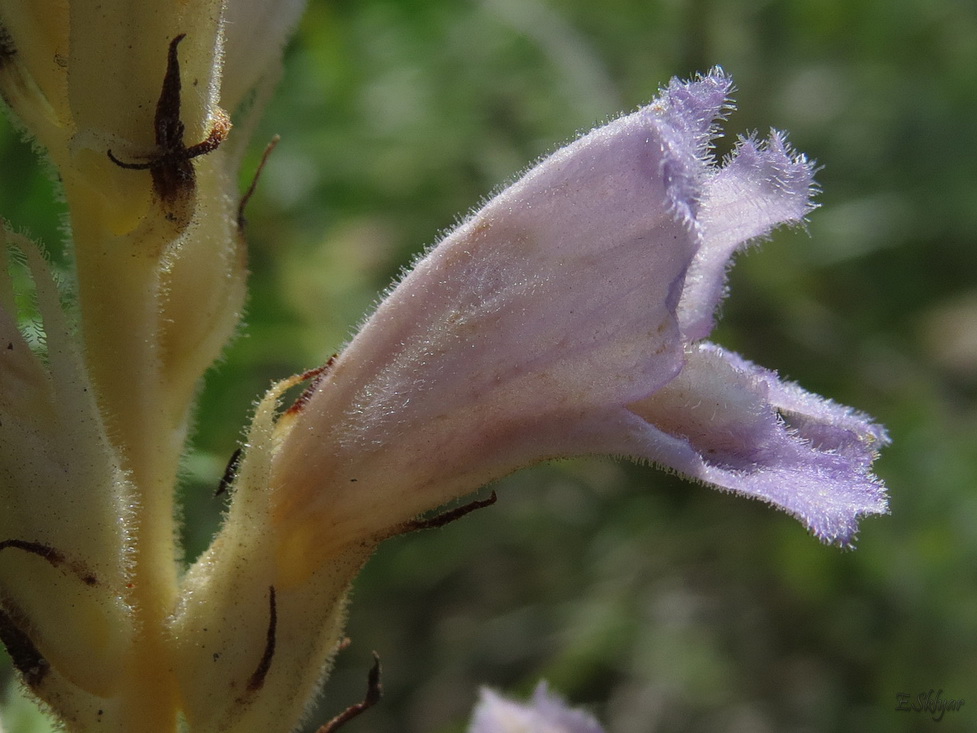 Image of Phelipanche arenaria specimen.