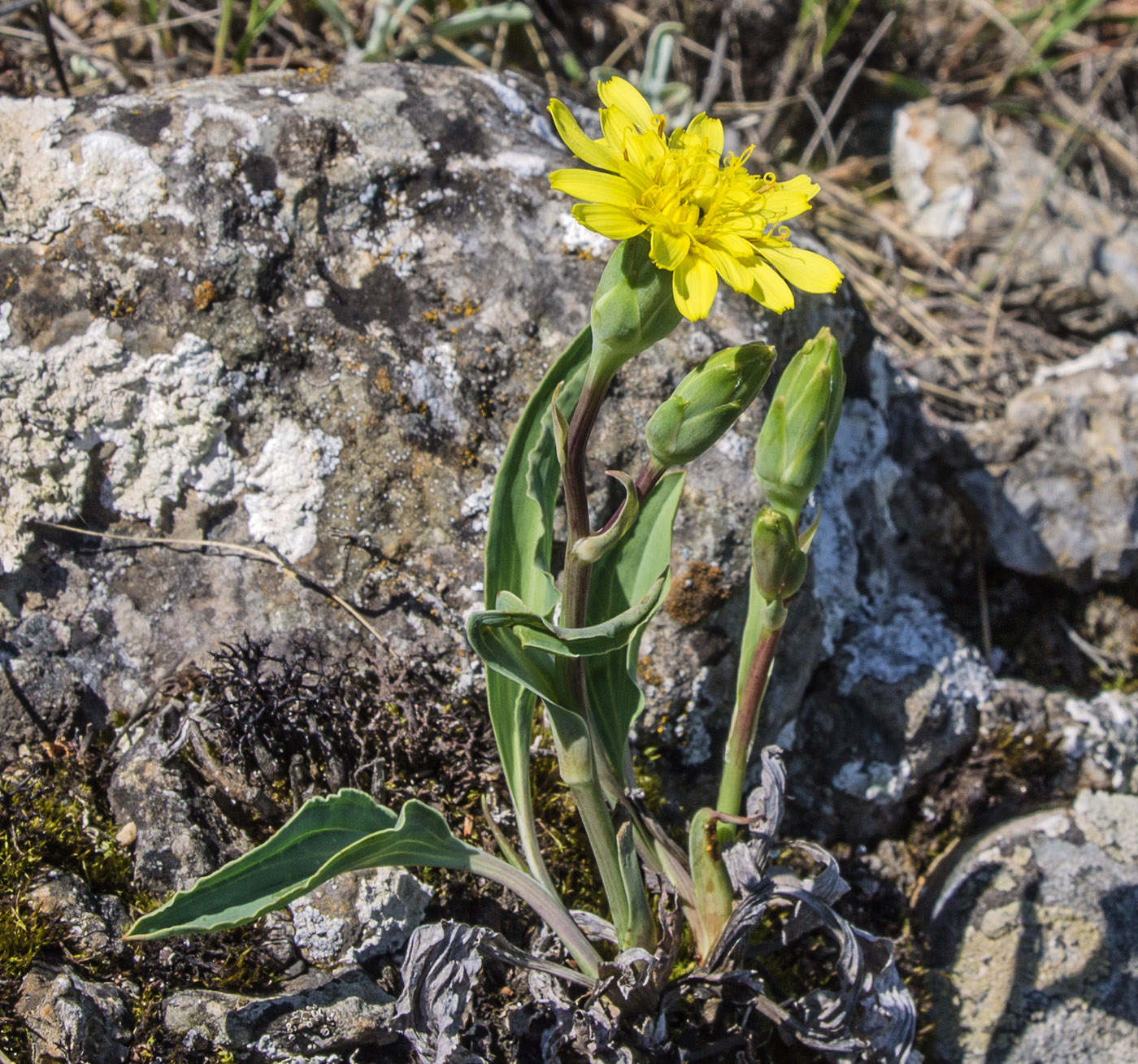 Image of Scorzonera crispa specimen.