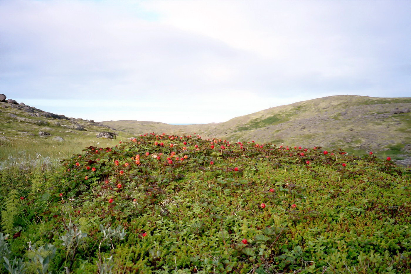 Изображение особи Rubus chamaemorus.