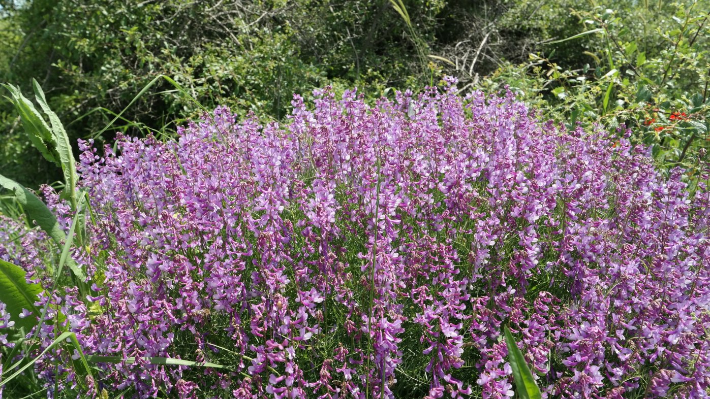 Image of Vicia elegans specimen.