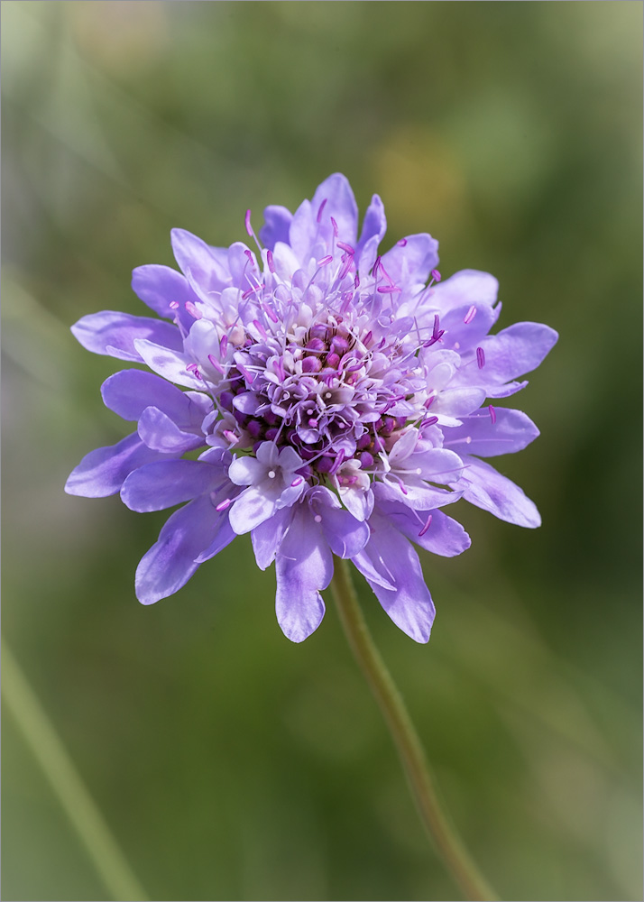 Изображение особи Sixalix atropurpurea ssp. maritima.