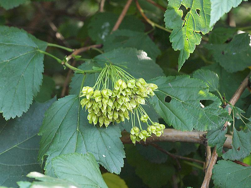 Image of Physocarpus opulifolius specimen.