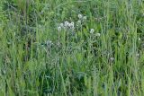 Trifolium montanum