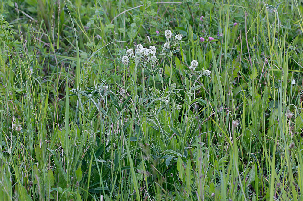 Изображение особи Trifolium montanum.