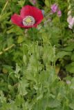 Papaver somniferum. Верхняя часть растения с цветком и бутонами. Ленинградская обл., Всеволожский р-н, окр. пос. Куйвози, садоводство, сорняк на участке. 17.07.2015.