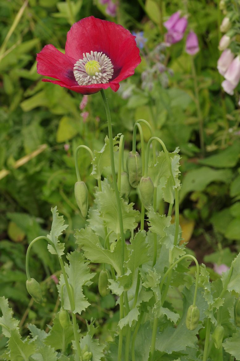 Image of Papaver somniferum specimen.