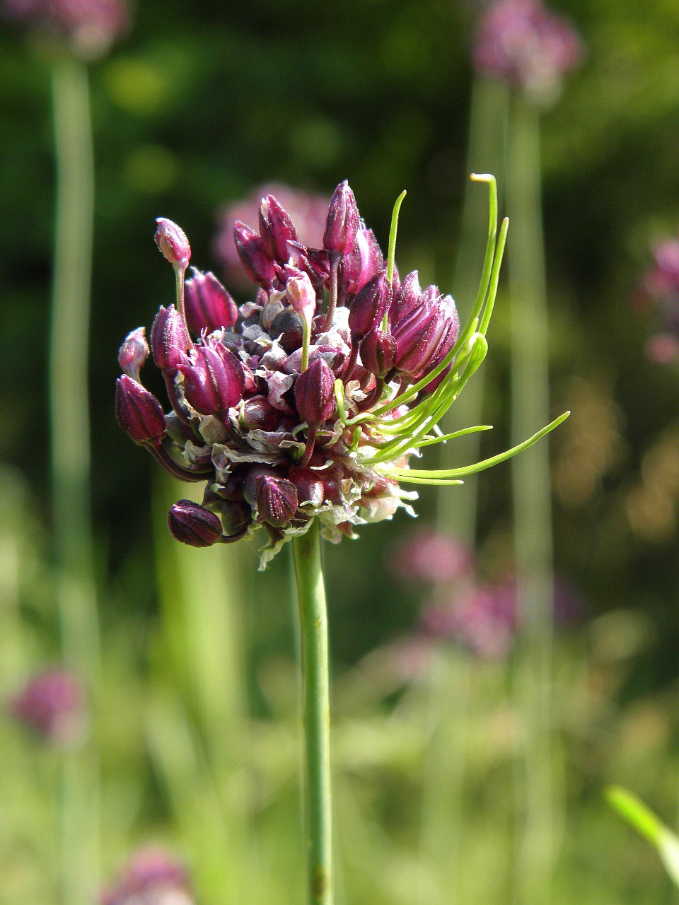 Image of Allium scorodoprasum specimen.