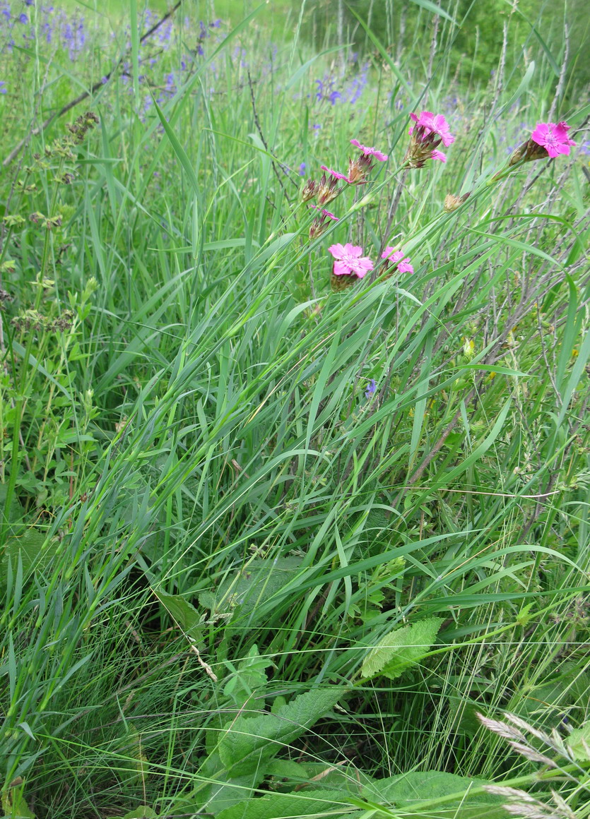 Изображение особи Dianthus borbasii.