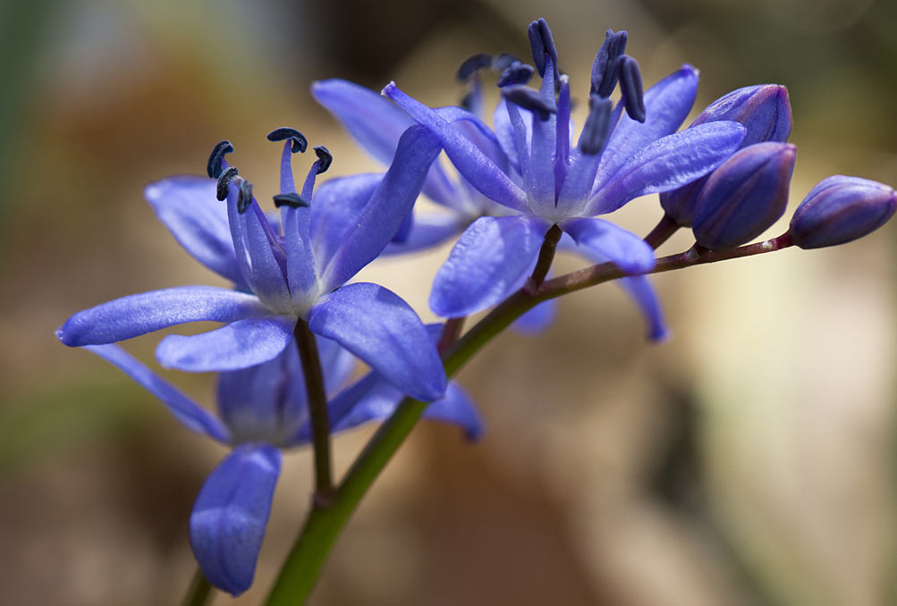 Изображение особи Scilla reuteri.