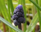 Muscari neglectum