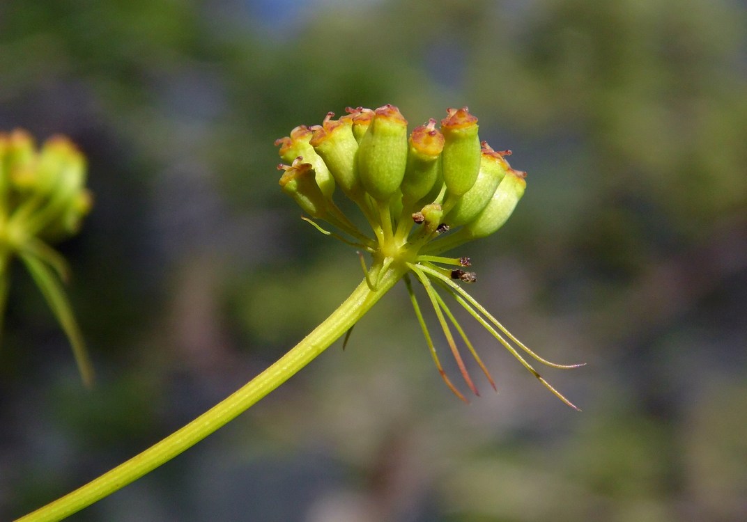 Image of genus Peucedanum specimen.