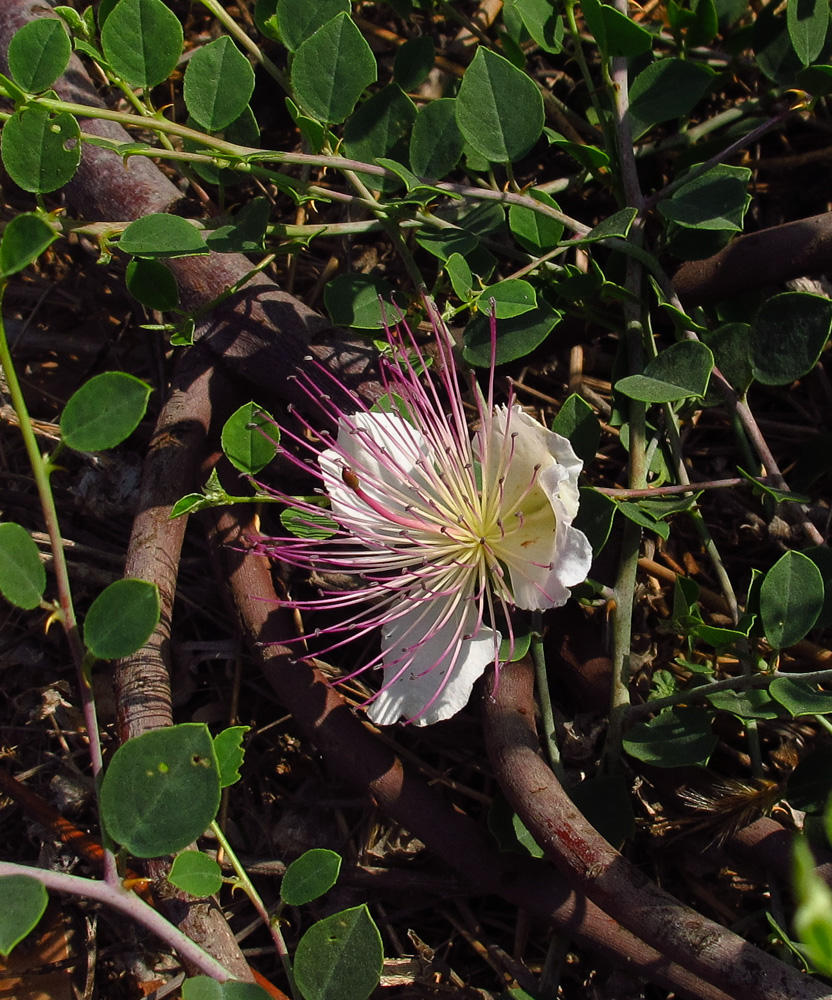 Image of Capparis zoharyi specimen.