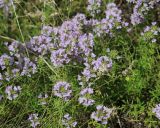 Thymus kirgisorum