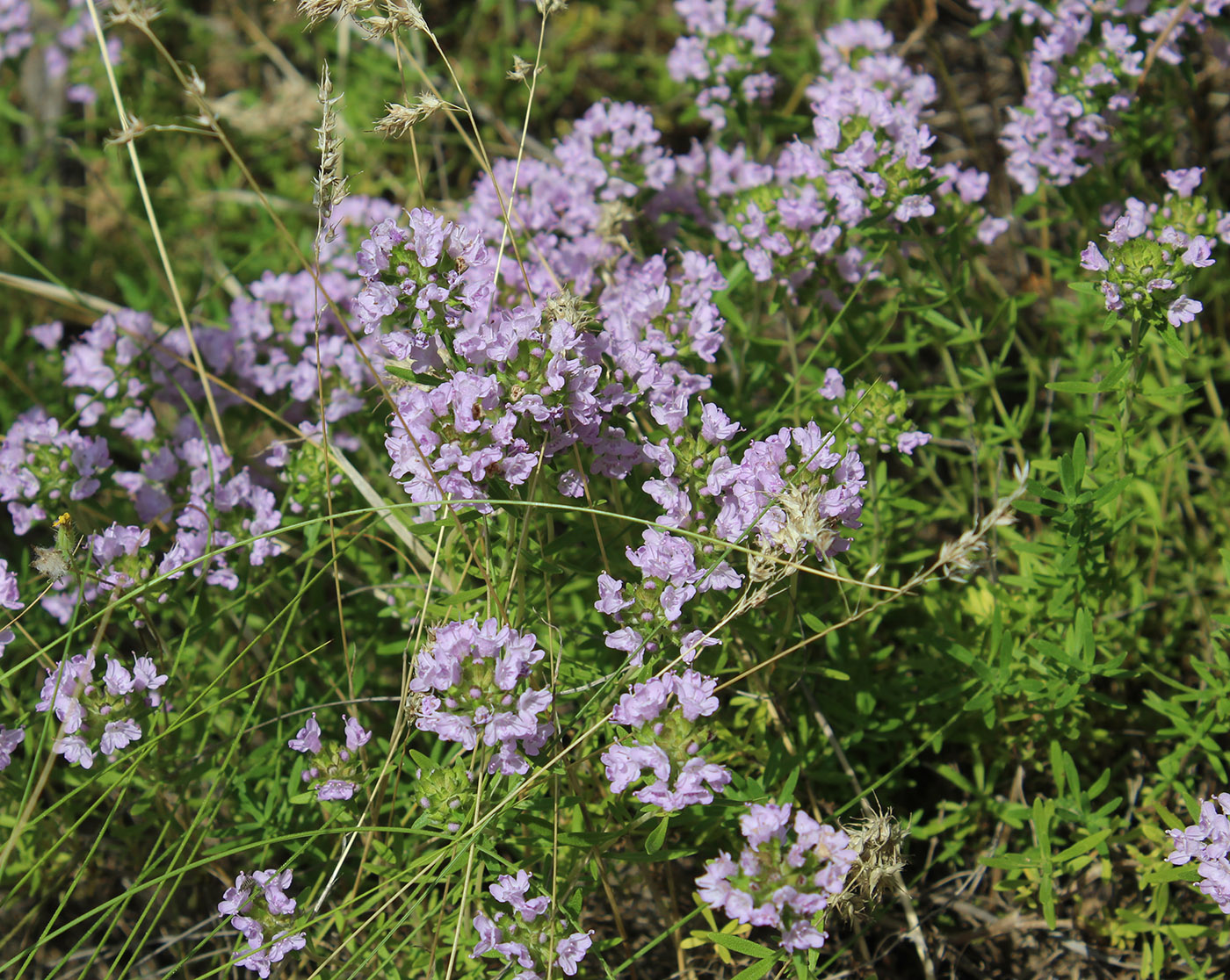 Изображение особи Thymus kirgisorum.