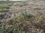 genus Euphrasia. Цветущее растение в сообществе с Oxytropis sordida. Кольский п-ов, Восточный Мурман, Дальние Зеленцы, замшелый песчано-гравийный пустырь возле Красной Скалы. 11.08.2016.