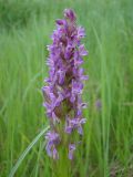 Dactylorhiza incarnata. Соцветие. Нижегородская обл., Починковский р-н, окр. с. Новоспасское, сырое понижение вдоль автомобильной дороги Починки - Маресево. 6 июня 2015 г.