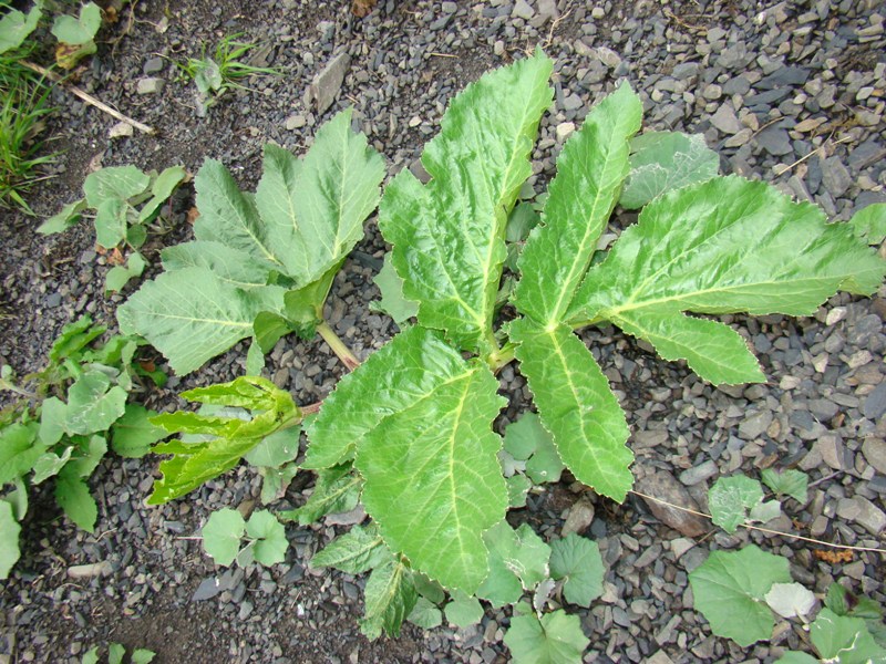 Изображение особи род Heracleum.