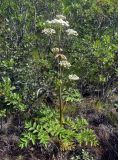 Angelica sylvestris