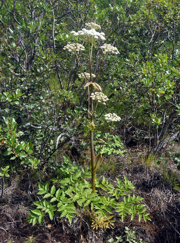 Image of Angelica sylvestris specimen.