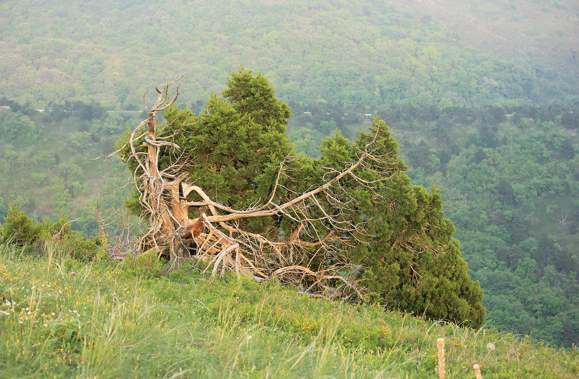 Image of Juniperus foetidissima specimen.