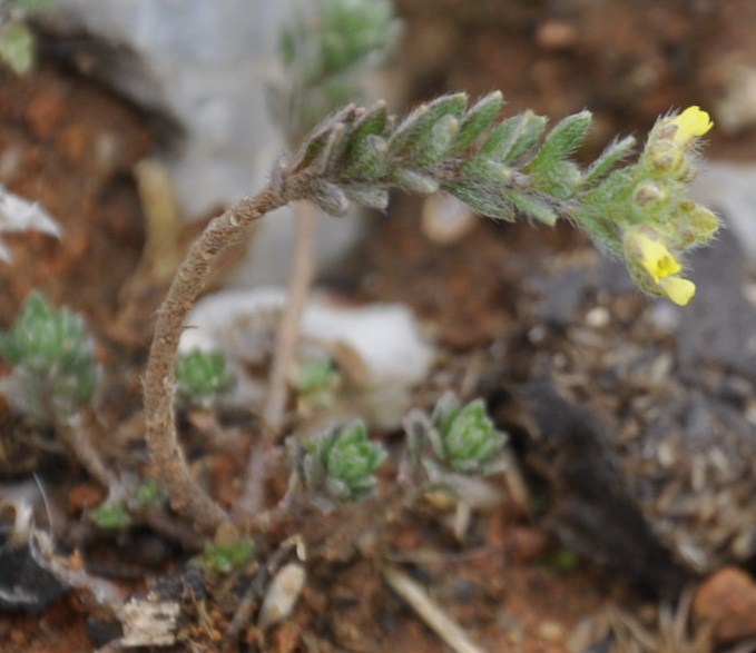 Изображение особи род Alyssum.