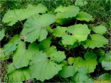 Tussilago farfara