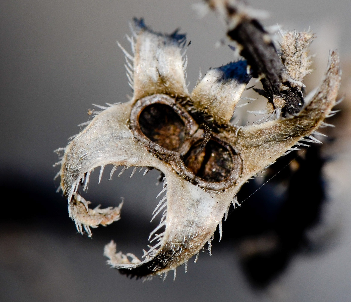 Image of Anchusa strigosa specimen.