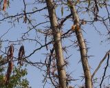 Gleditsia triacanthos