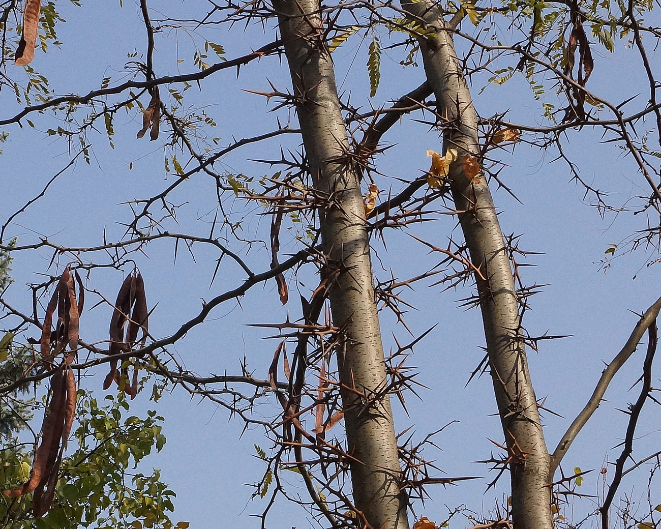Image of Gleditsia triacanthos specimen.