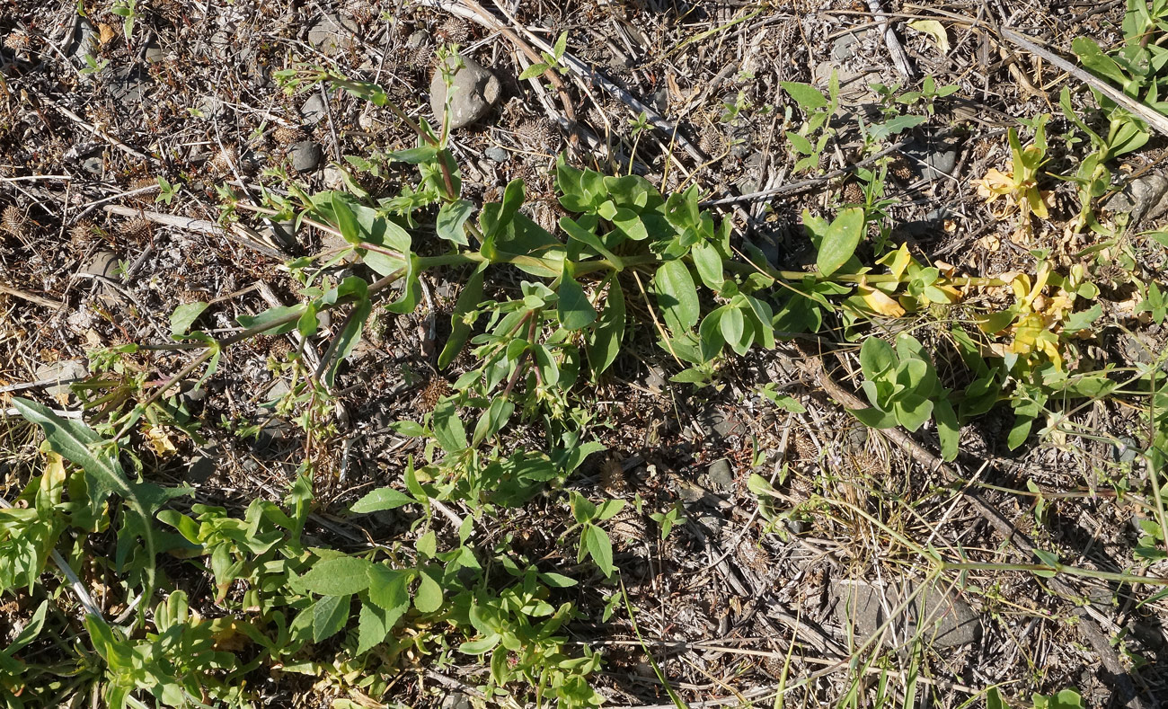 Image of Gypsophila perfoliata specimen.