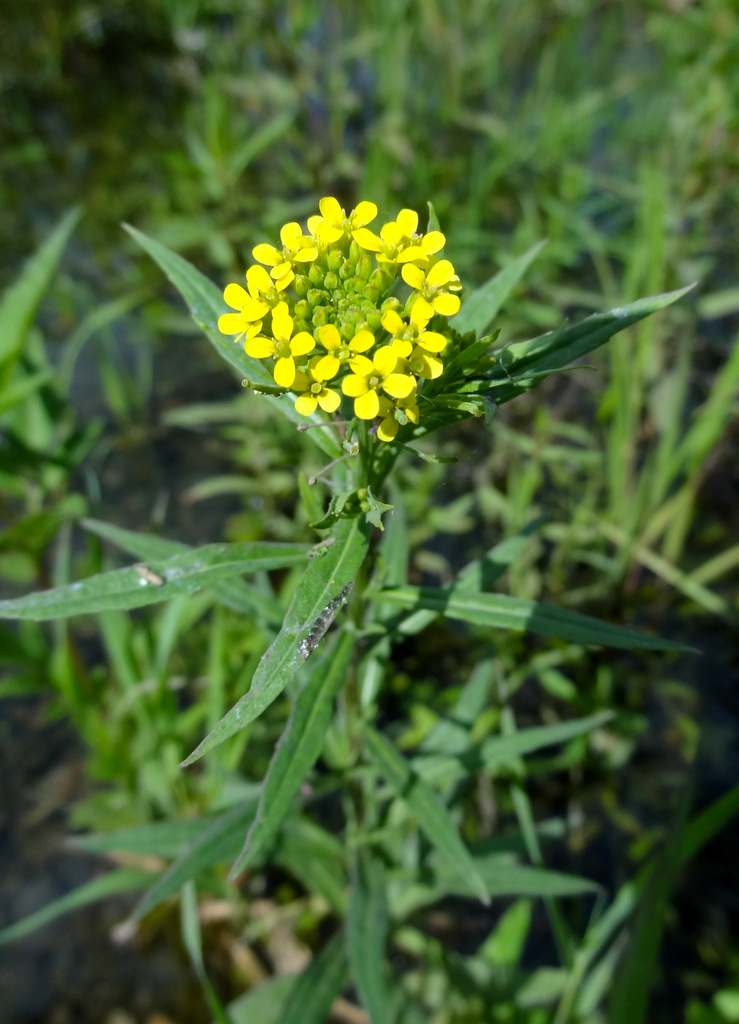 Image of Erysimum cheiranthoides specimen.