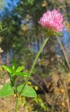 genus Trifolium. Верхушка цветущего растения. Окр. Томска, обочина просёлочной дороги. 02.10.2009.