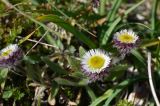 Erigeron allochrous