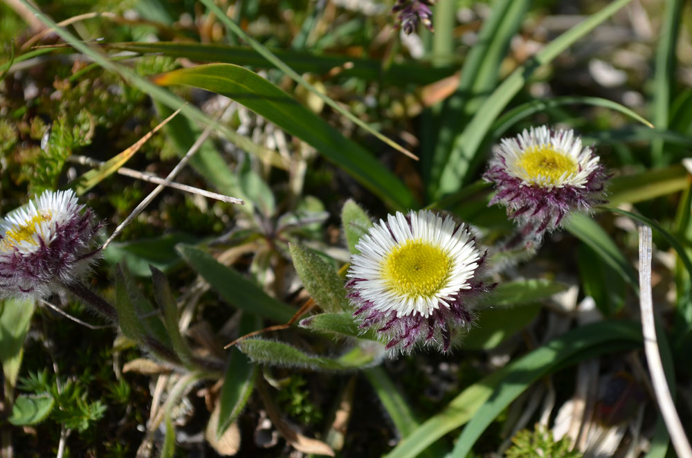 Изображение особи Erigeron allochrous.