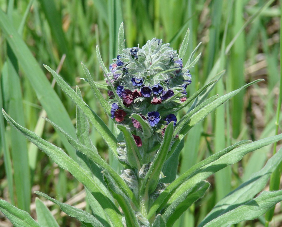 Изображение особи Cynoglossum officinale.