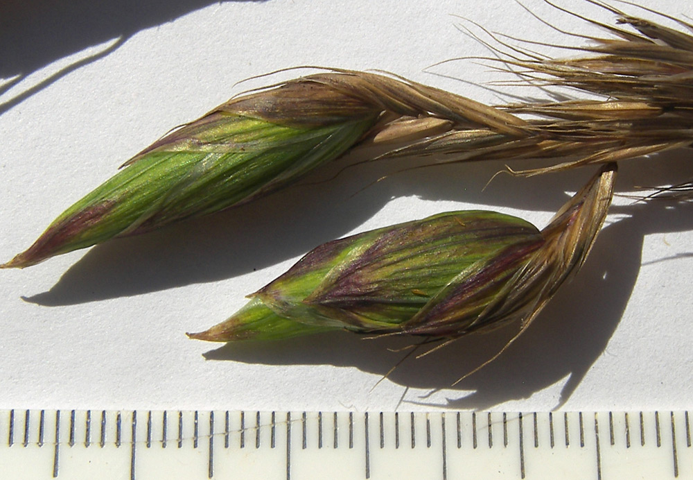 Image of Bromopsis variegata specimen.