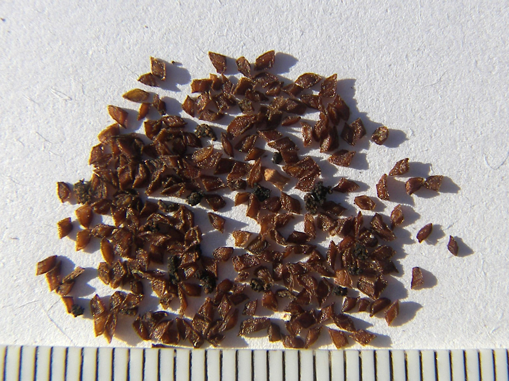 Image of Primula auriculata specimen.