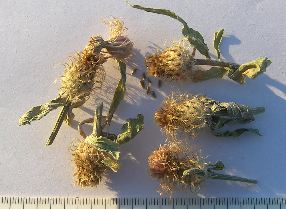 Image of Centaurea abnormis specimen.