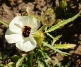 Hibiscus trionum. Цветок и плоды. Восточный Казахстан, г. Усть-Каменогорск, Архитектурно-ландшафтный музей-заповедник, в культуре. 04.09.2016.