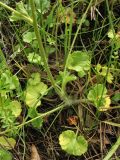 Saxifraga granulata. Нижняя часть цветущего растения. ФРГ, земля Северный Рейн-Вестфалия, р-н Ойскирхен, окр. г. Бад-Мюнстерайфель, травянистый склон у обочины дороги. 27 мая 2010 г.