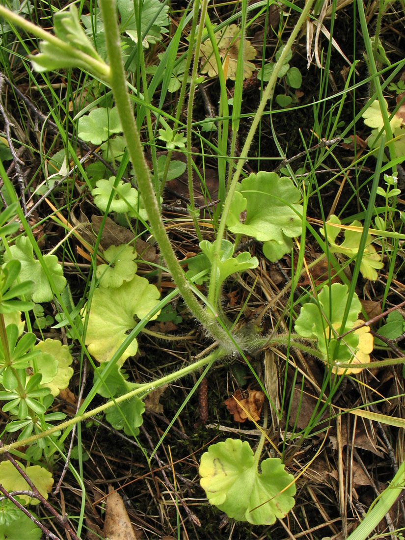 Изображение особи Saxifraga granulata.