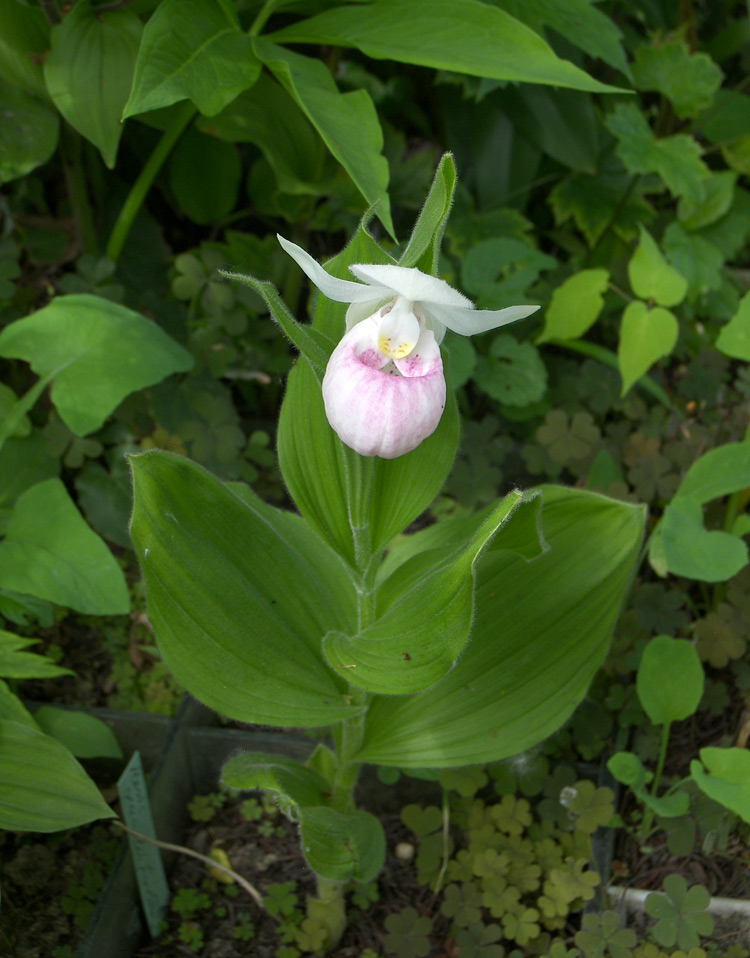 Image of Cypripedium reginae specimen.