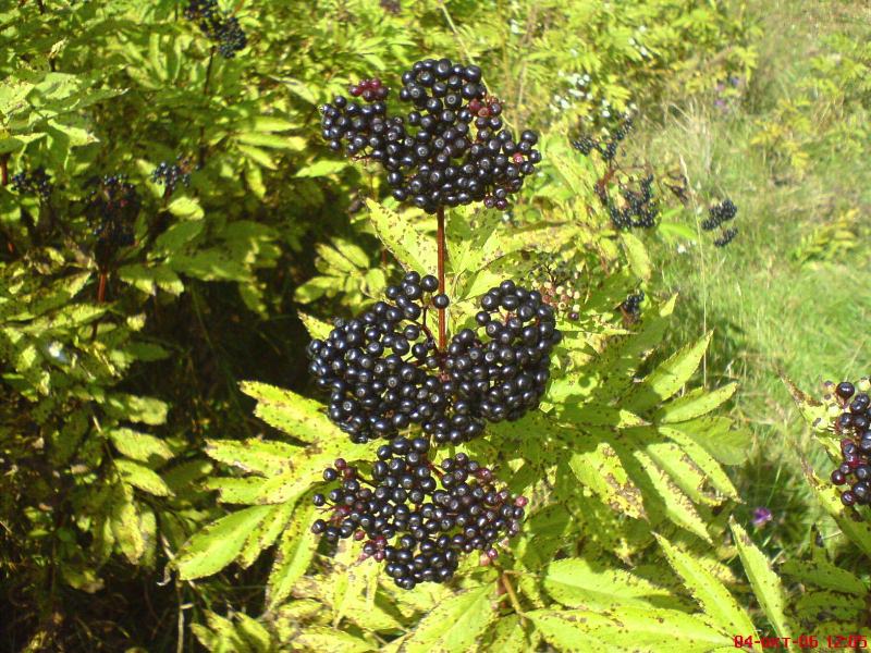 Image of Sambucus ebulus specimen.