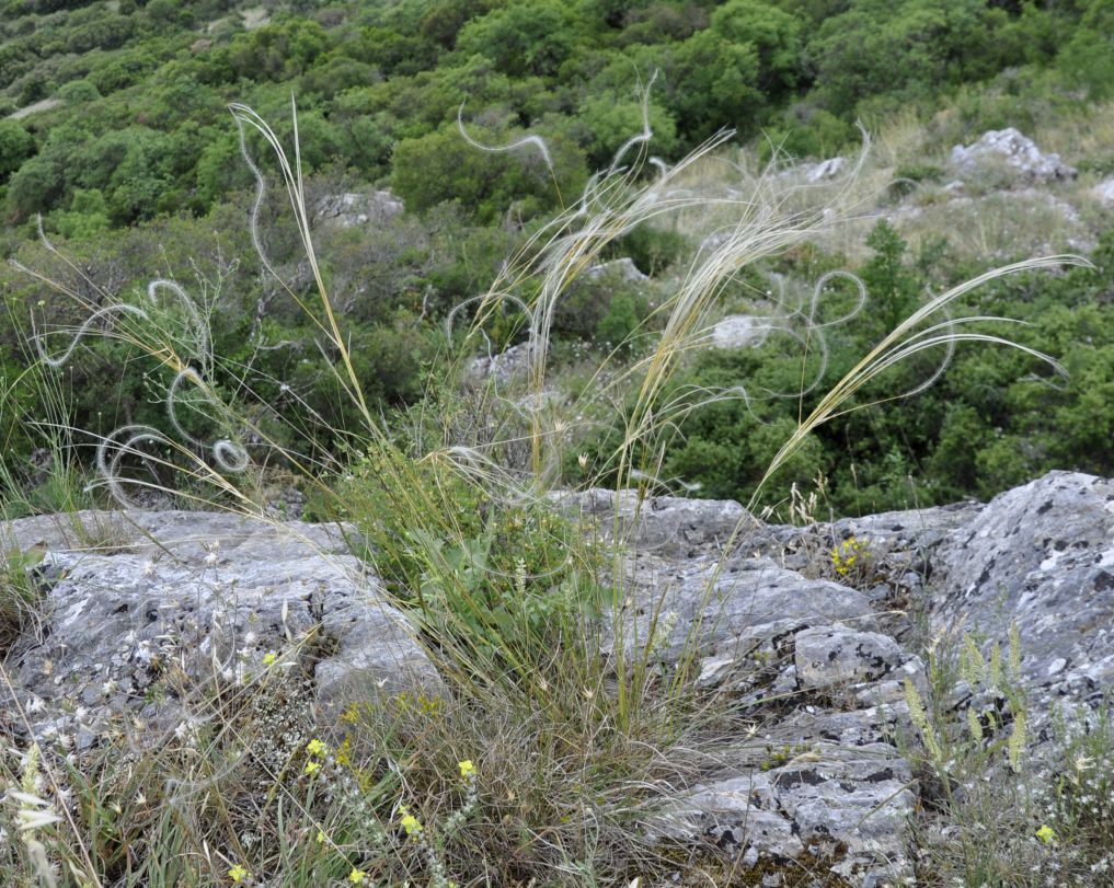 Изображение особи род Stipa.