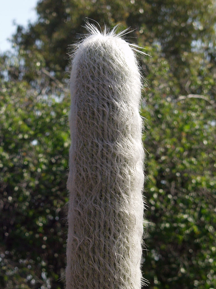 Image of Cephalocereus senilis specimen.