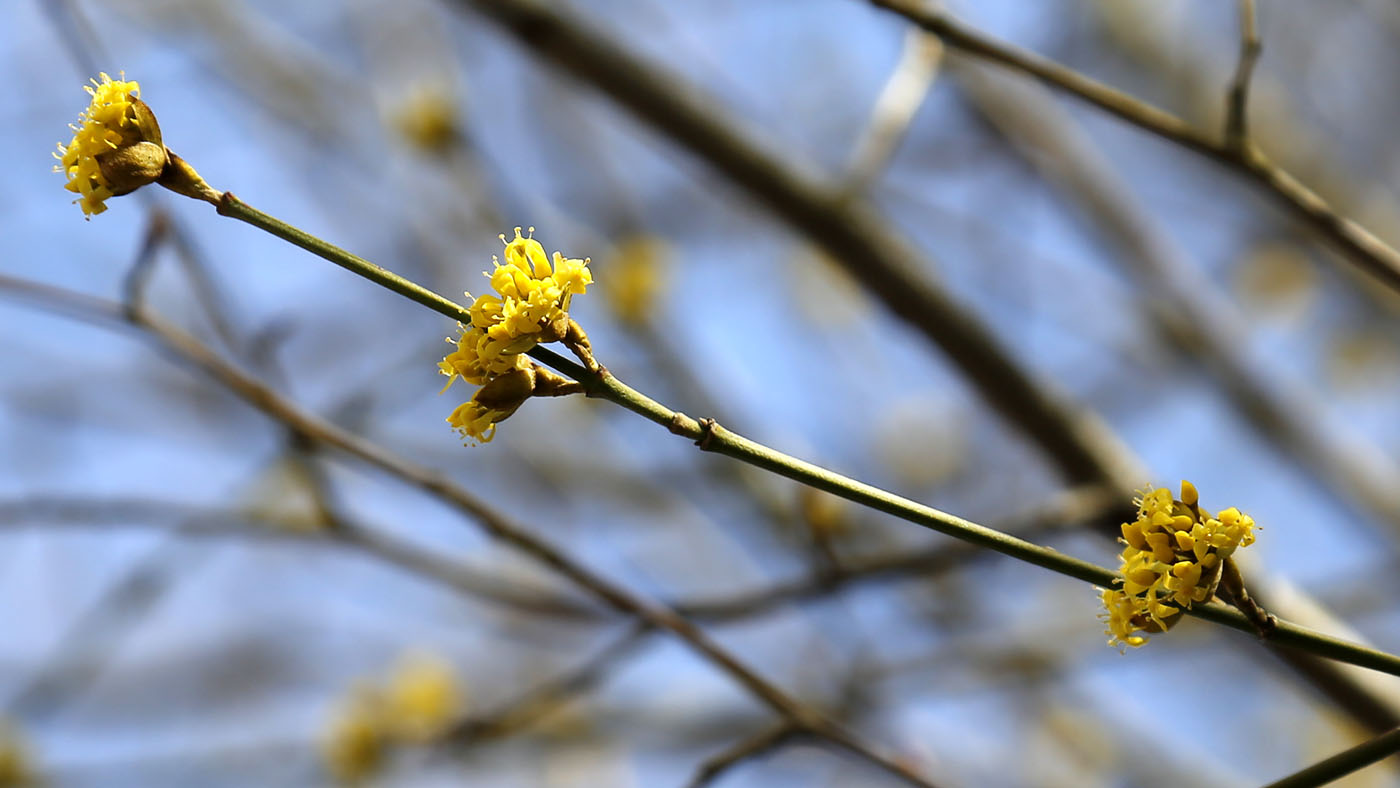 Image of Cornus mas specimen.